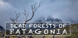 Photographing-the-Dead-Forests-of-Patagonia
