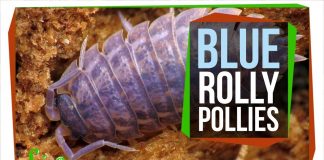 The-Horrible-Reason-Rolly-Pollies-are-Sometimes-Blue