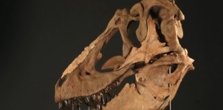 Dinosaurs-Left-Evidence-Of-Their-Mating-Ritual-In-Colorado-Secrets-of-the-Underground