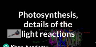Photosynthesis-Light-Reactions-and-Photophosphorylation