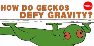 How-do-geckos-defy-gravity-Eleanor-Nelsen