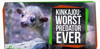 Meet-the-World39s-Worst-Carnivore-the-Kinkajou