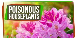 9-Poisonous-Plants-You-Might-Have-Around-Your-House