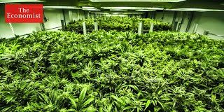 California39s-recreational-cannabis-legalisation-The-Economist